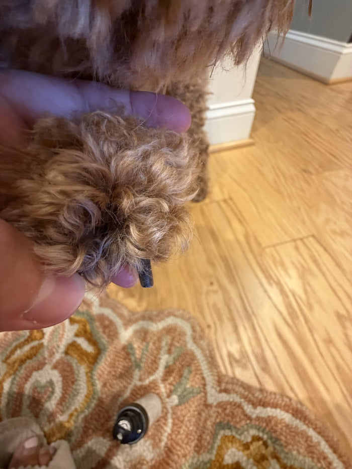 K9